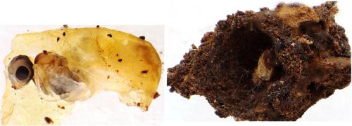 Diospilus dispar